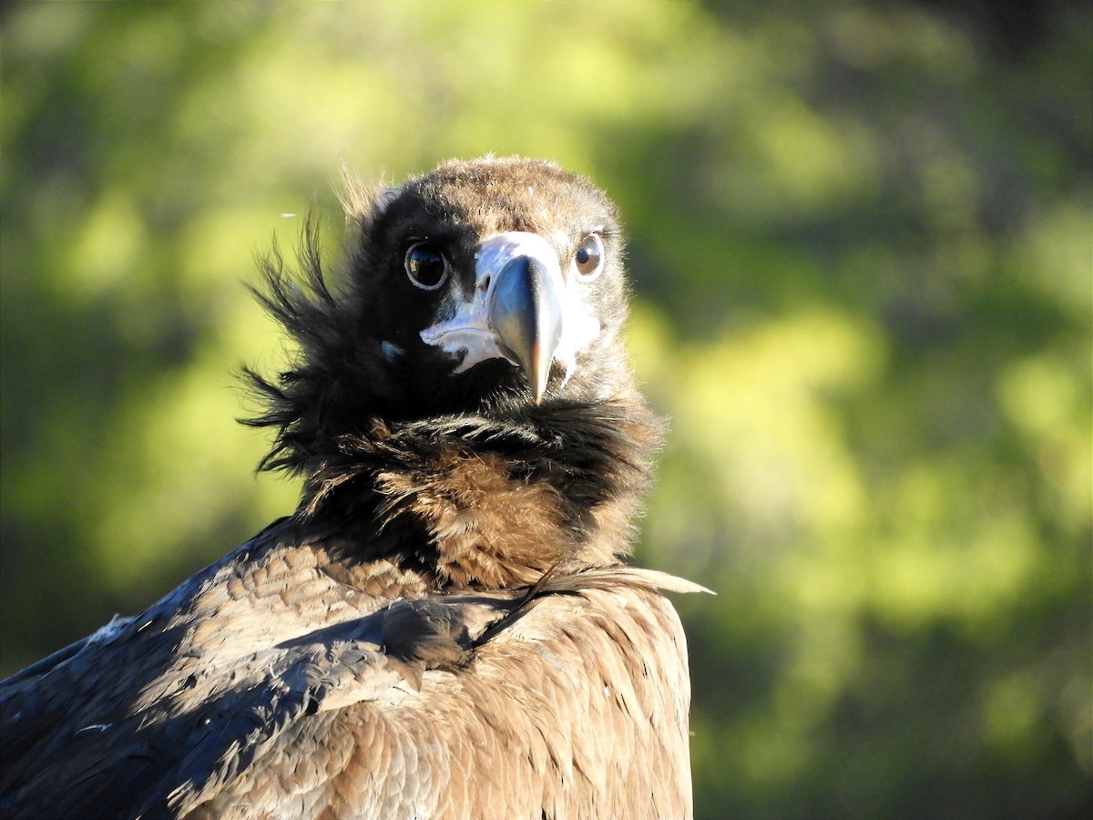 Cinereous Vulture - ML392896211