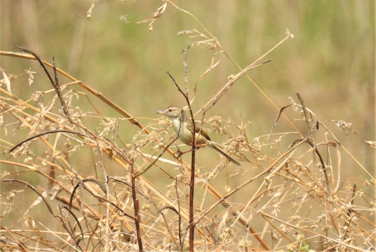 Plain Prinia - ML392896981