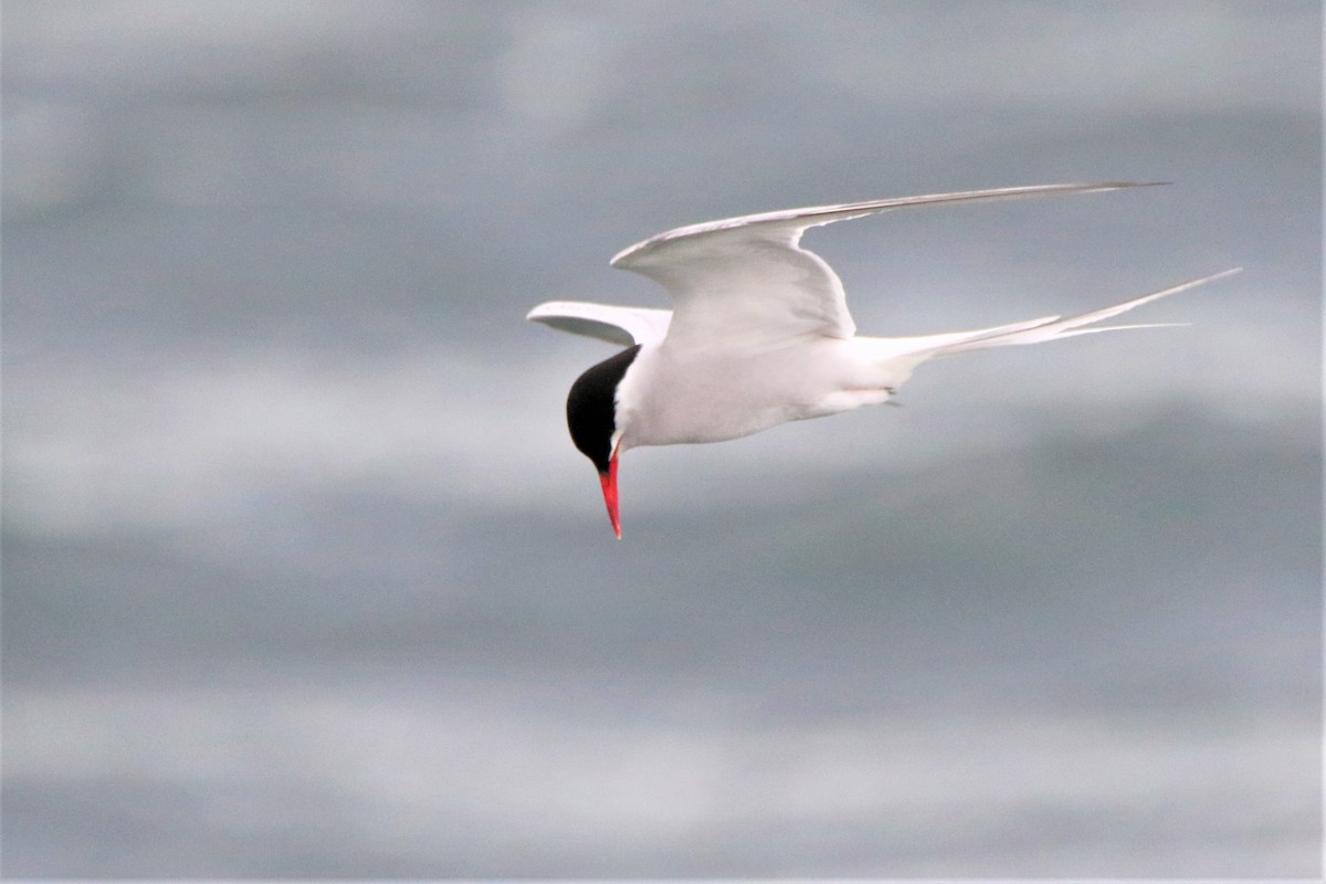 Sterna codalunga - ML392897631