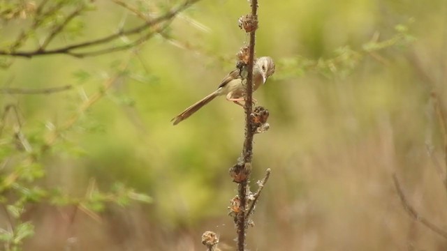 Plain Prinia - ML392897881