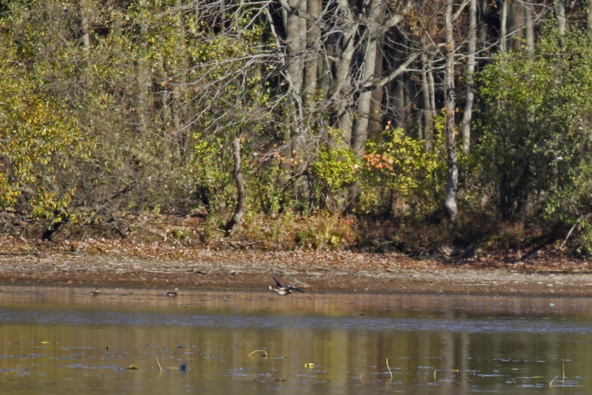 Ring-necked Duck - ML39289801