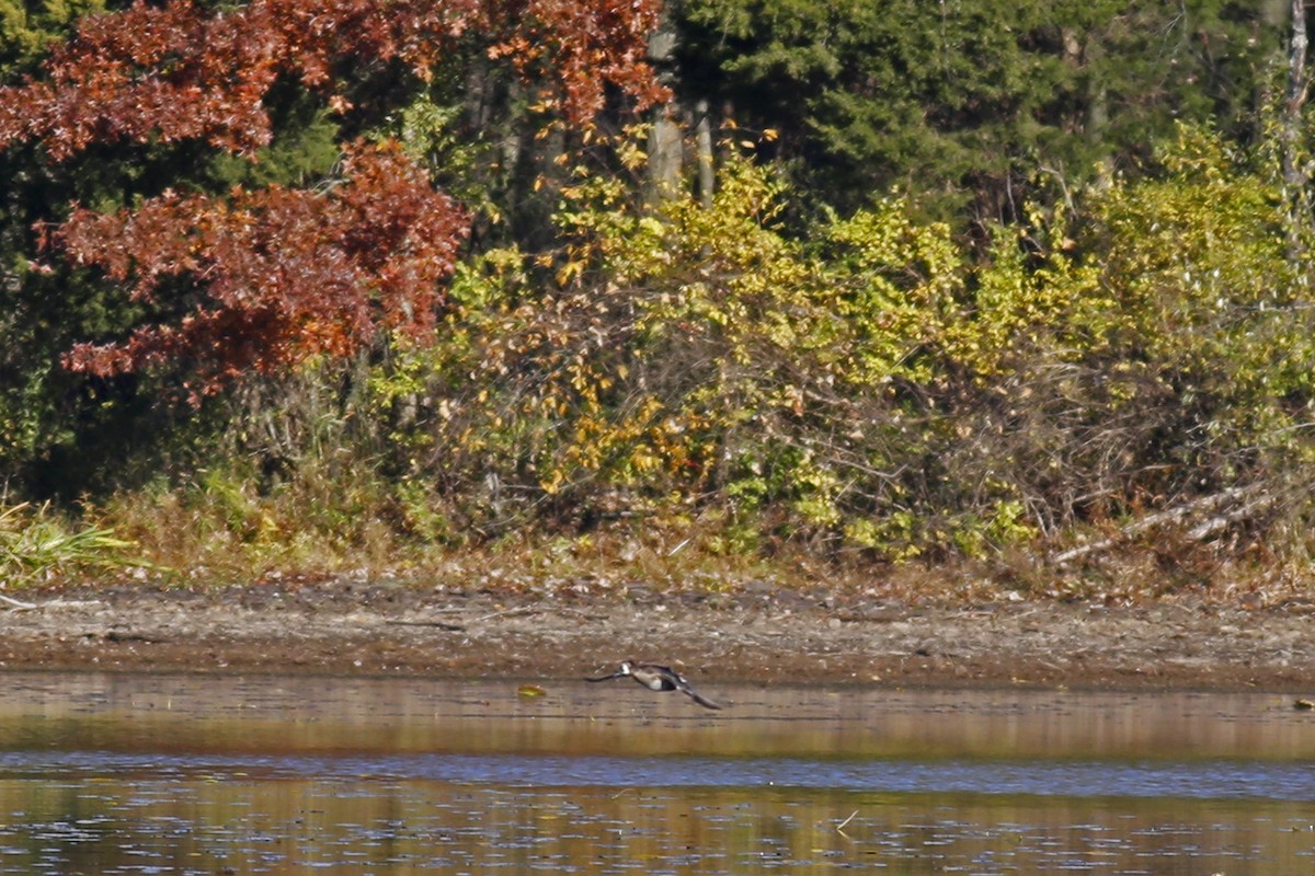 Ring-necked Duck - ML39289831