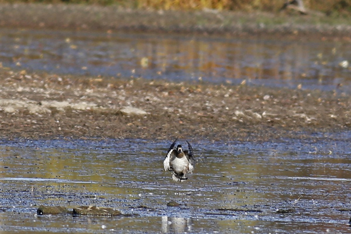 Ring-necked Duck - ML39289861