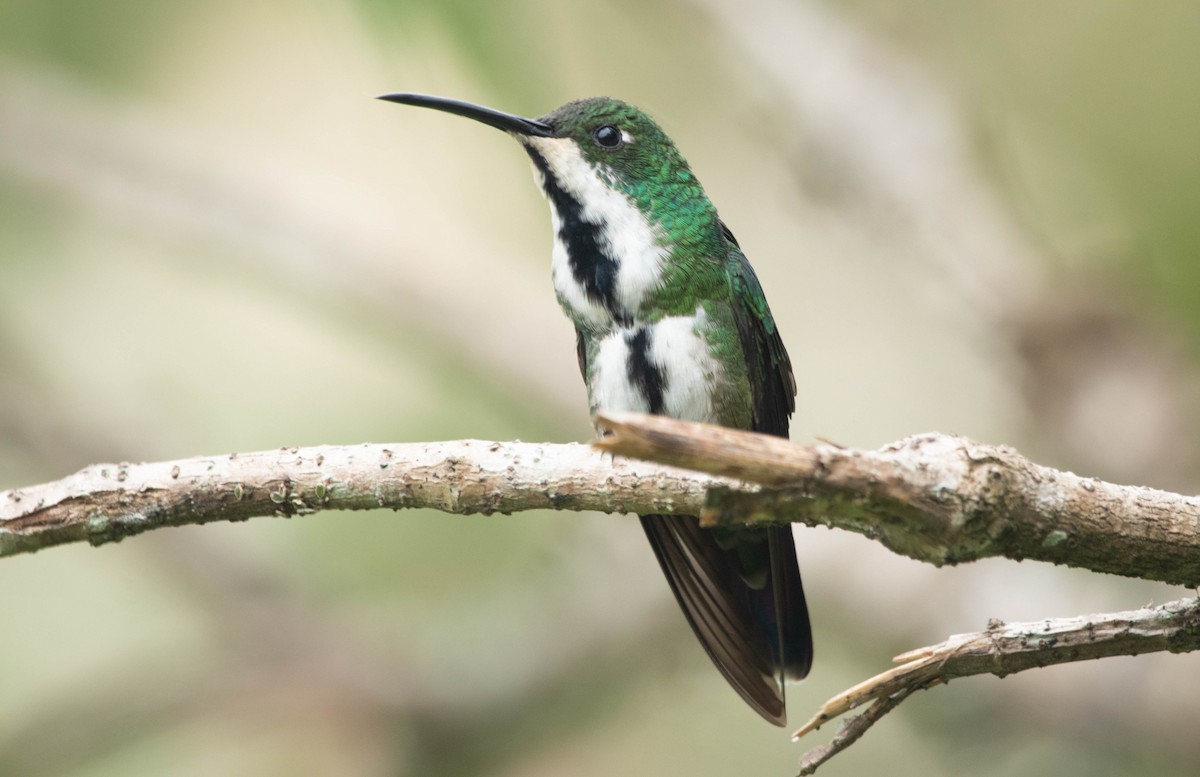 Black-throated Mango - ML392898671