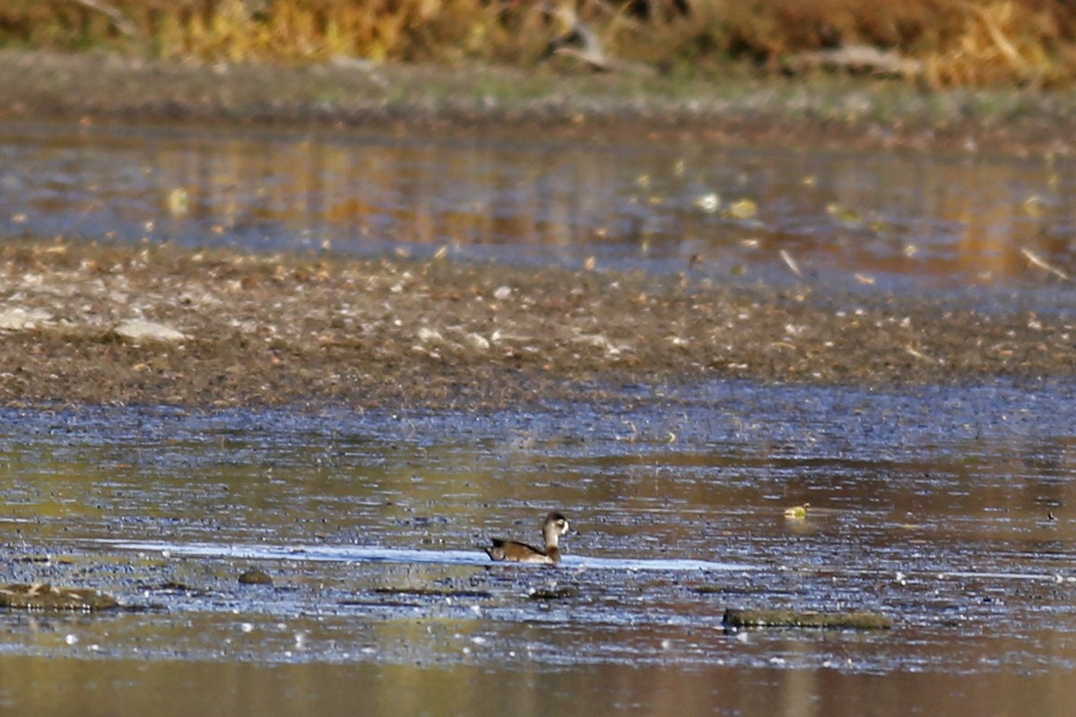 Ring-necked Duck - ML39289891