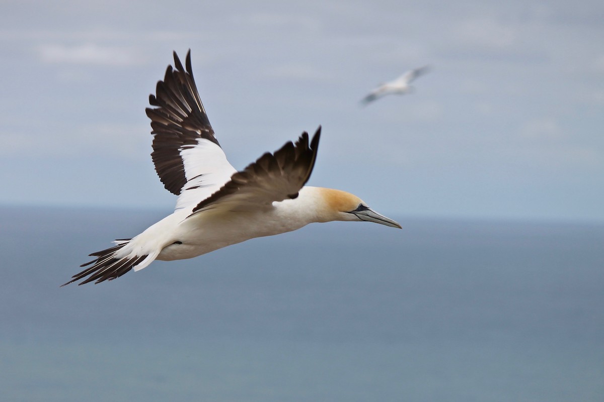 Australasian Gannet - Michael Warner