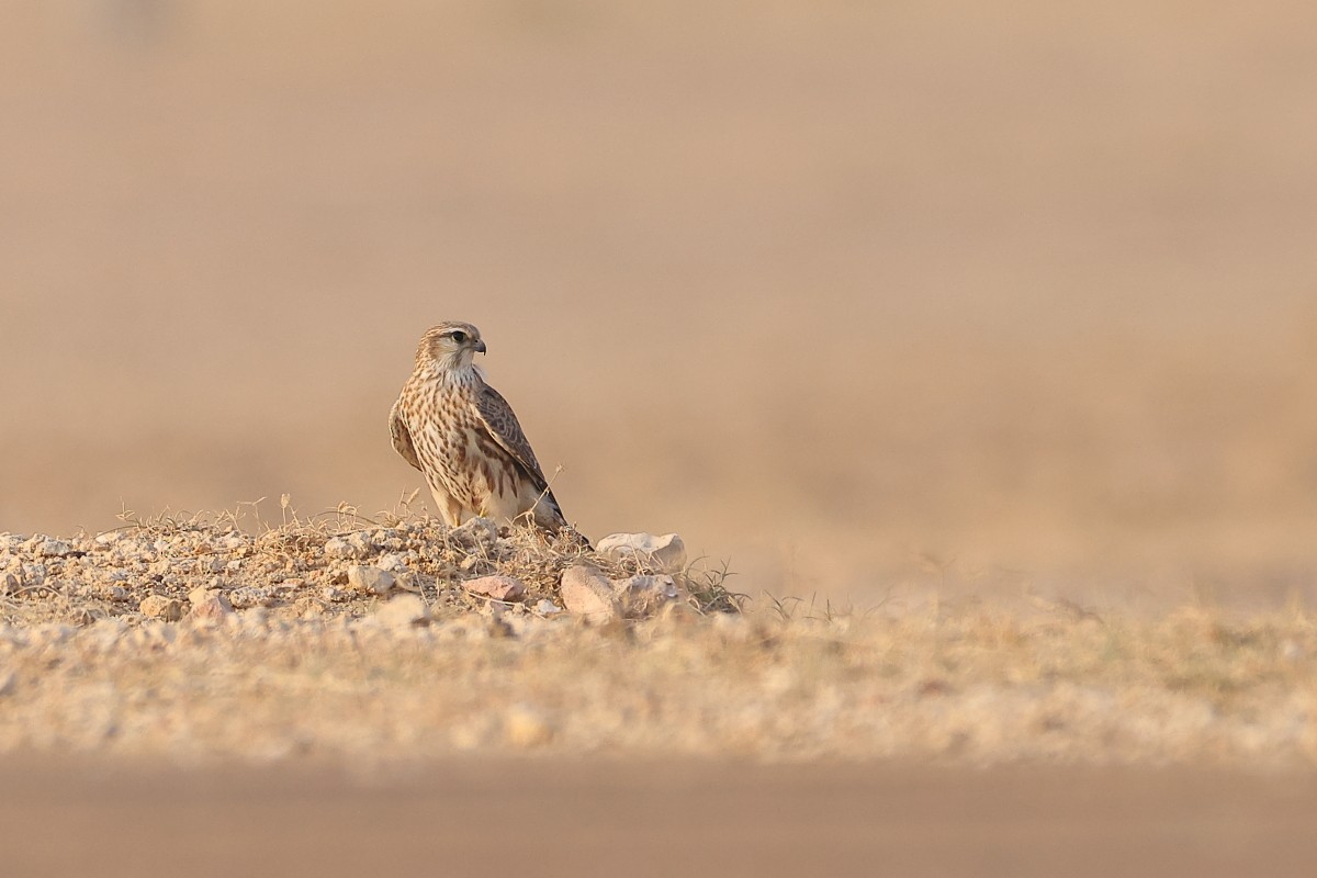 Merlin - ML392899721