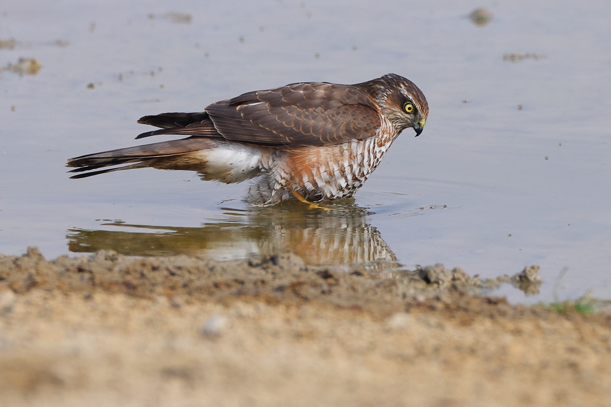 Eurasian Sparrowhawk - ML392899911