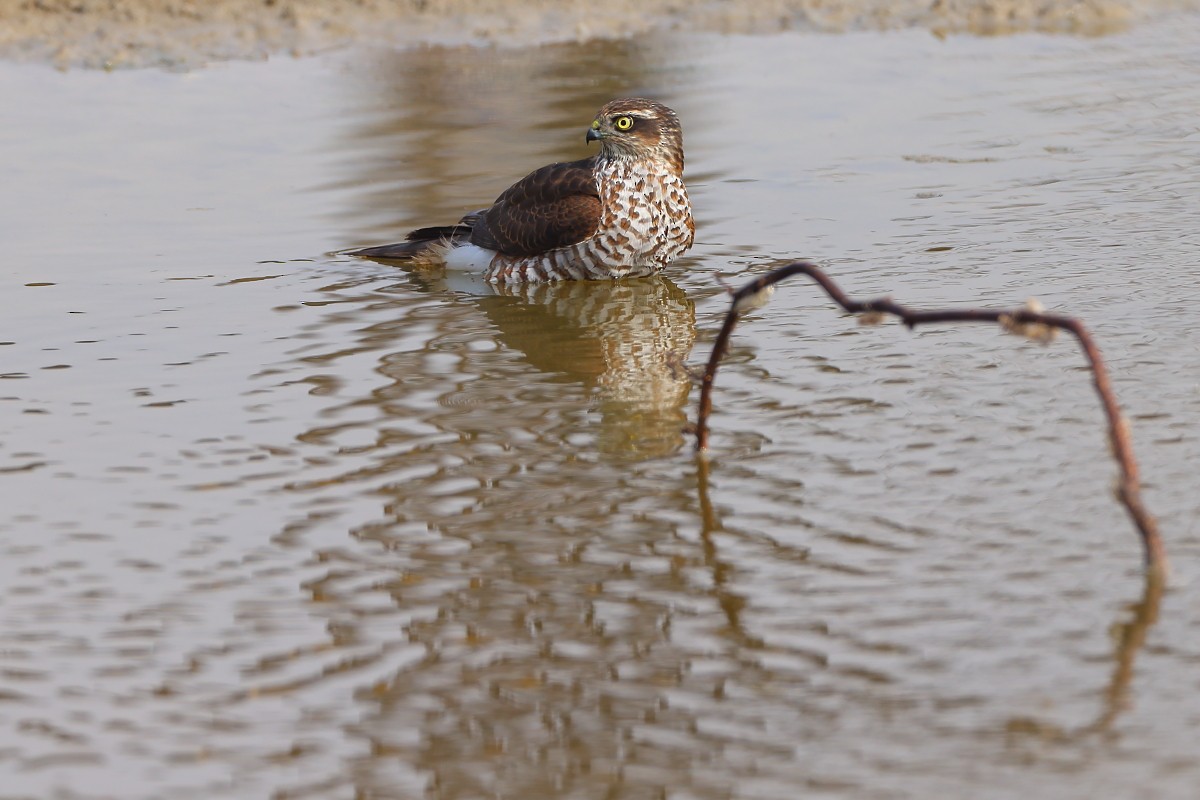 Eurasian Sparrowhawk - ML392899921