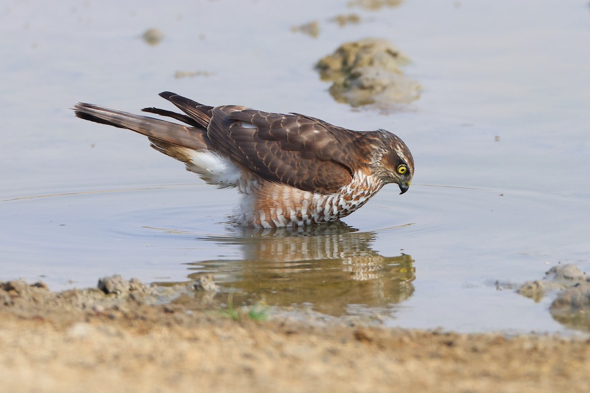 Eurasian Sparrowhawk - ML392899931