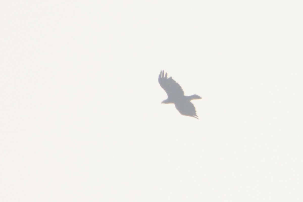 Golden Eagle - ML392900171