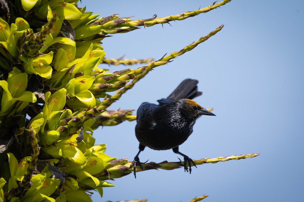 Austral Blackbird - ML392900811