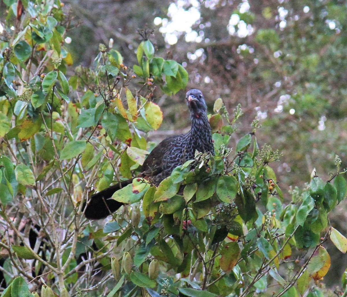 Andean Guan - David Nattrass