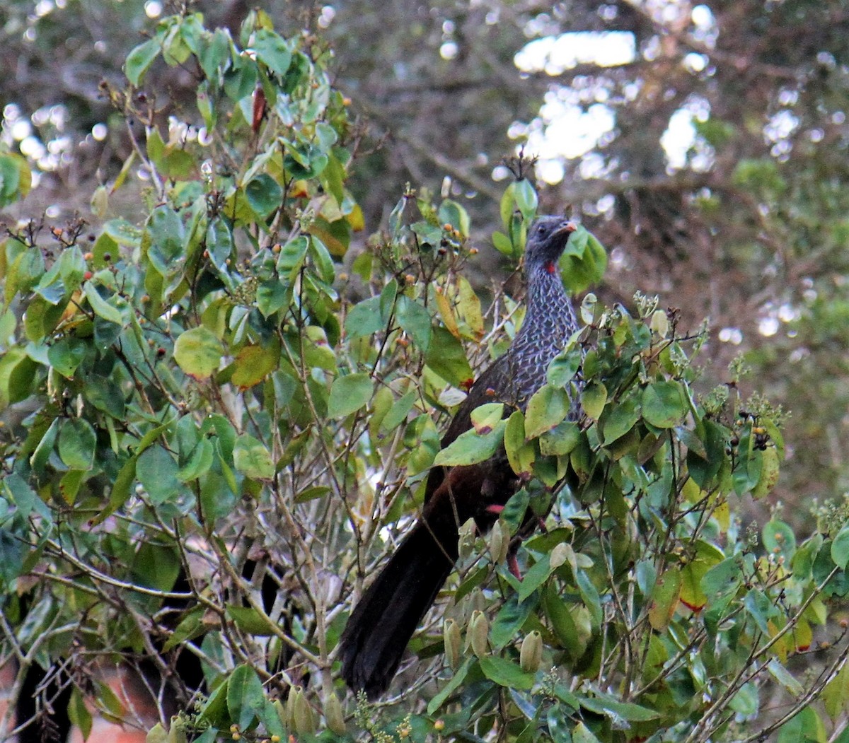 Pava Andina - ML392901051