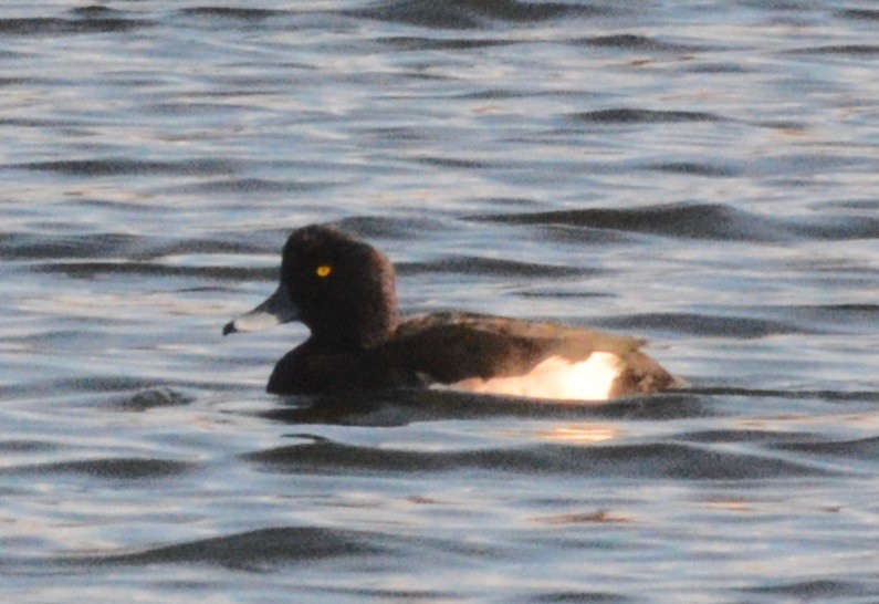 Tufted Duck - Suzanne Sullivan