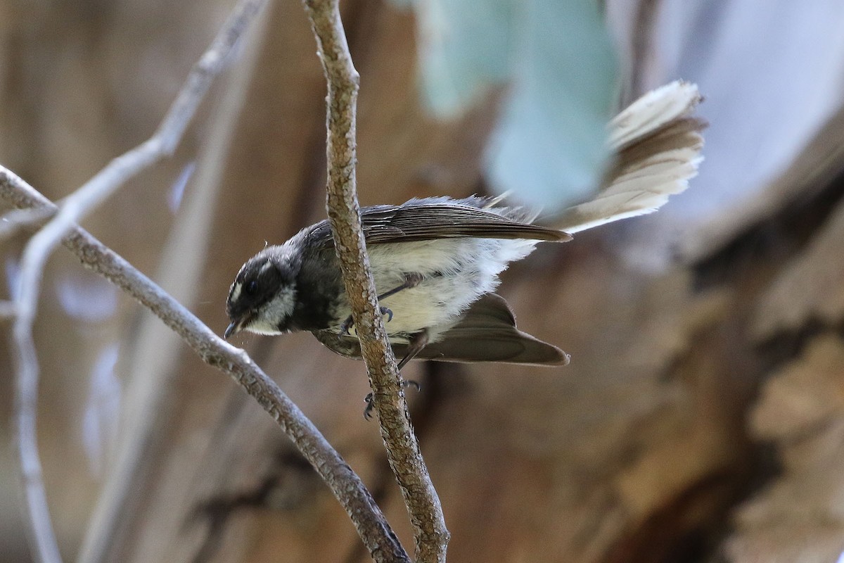 Gray Fantail - Deb & Rod R