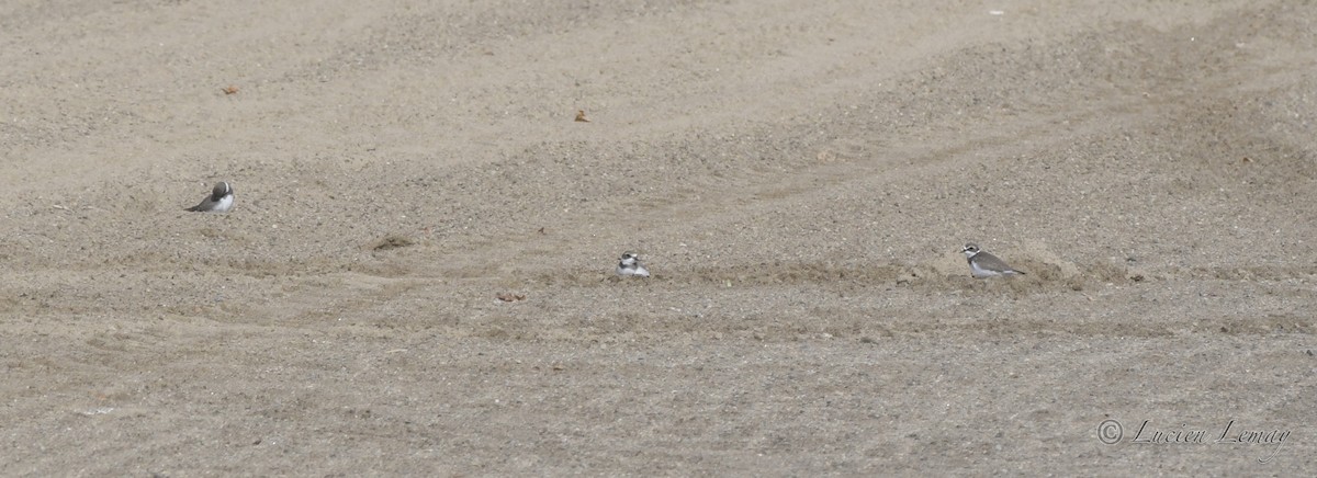 Semipalmated Plover - ML392901721