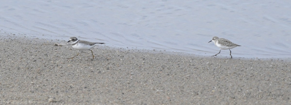 Semipalmated Plover - ML392901741