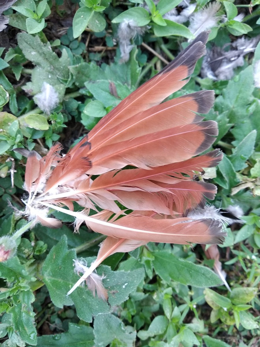 Senegal Coucal - José-María García-Carrasco