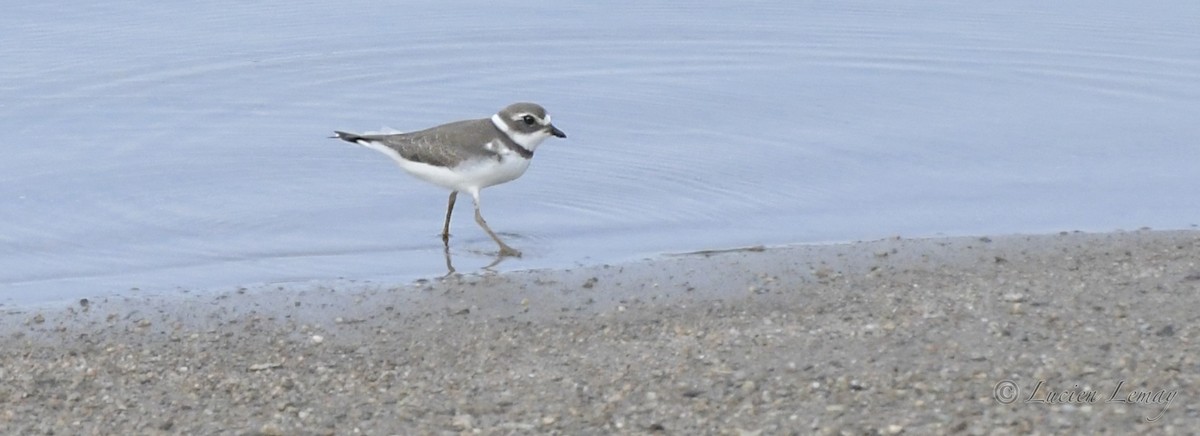 Semipalmated Plover - ML392901771