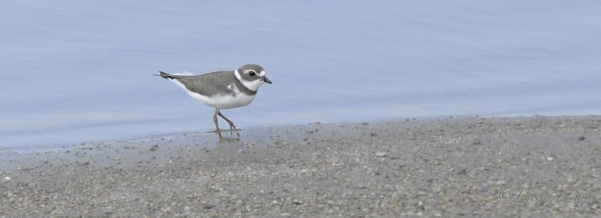 Semipalmated Plover - ML392901801