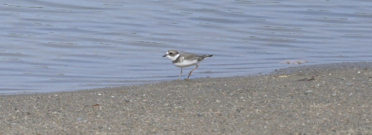Semipalmated Plover - ML392901831