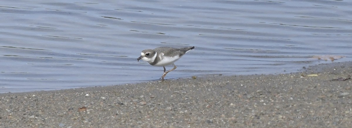 Semipalmated Plover - ML392901891