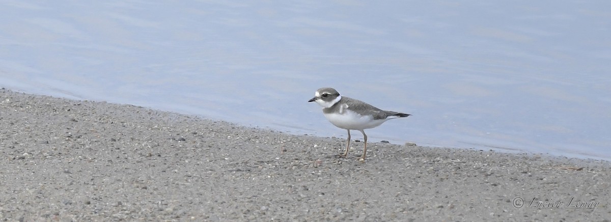 Semipalmated Plover - ML392901941