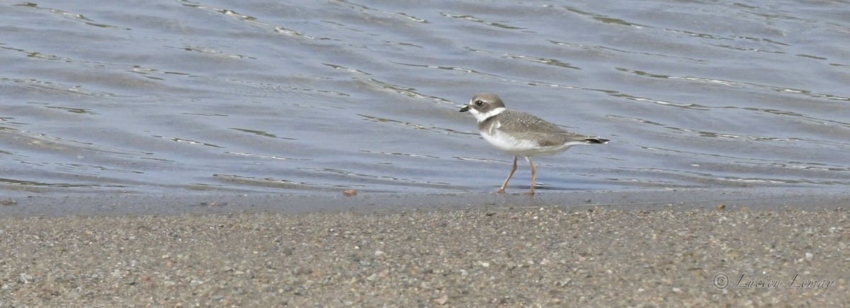 Semipalmated Plover - ML392901971
