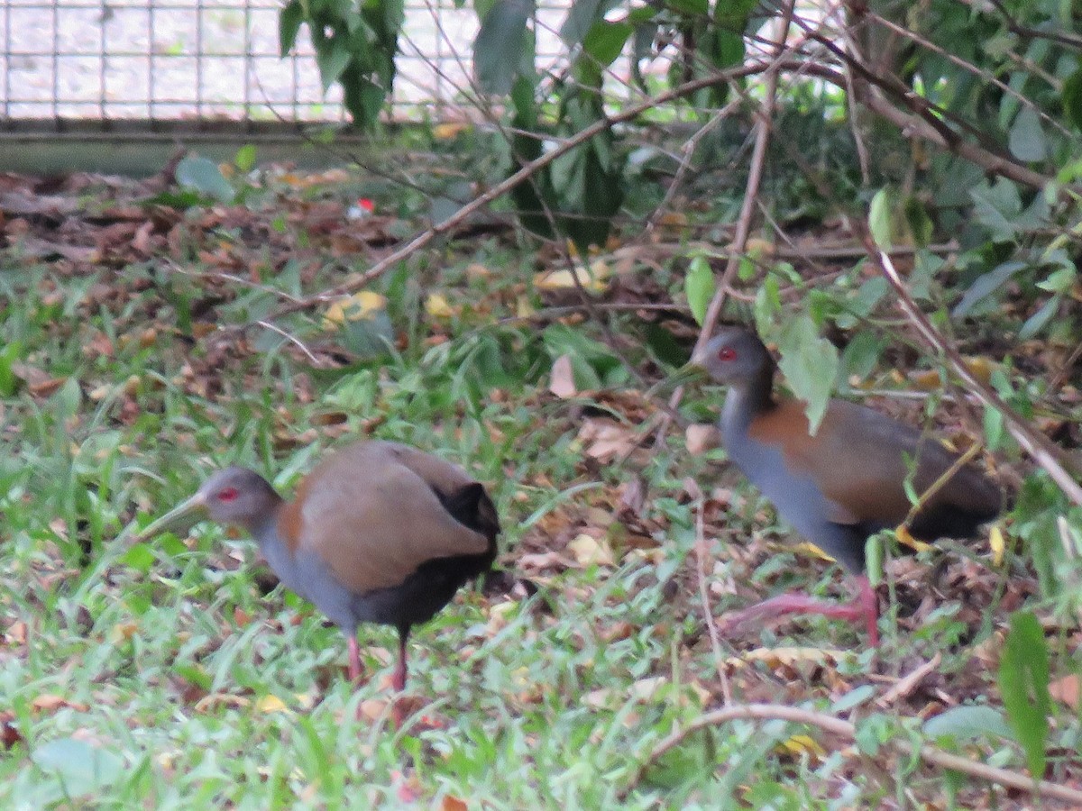 Slaty-breasted Wood-Rail - Romeu Gama