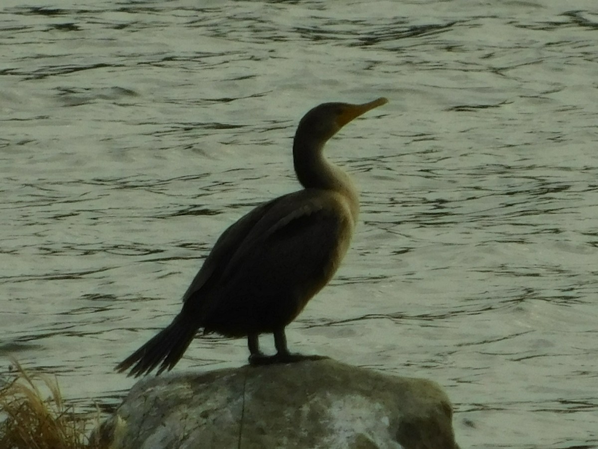 Double-crested Cormorant - ML392905571