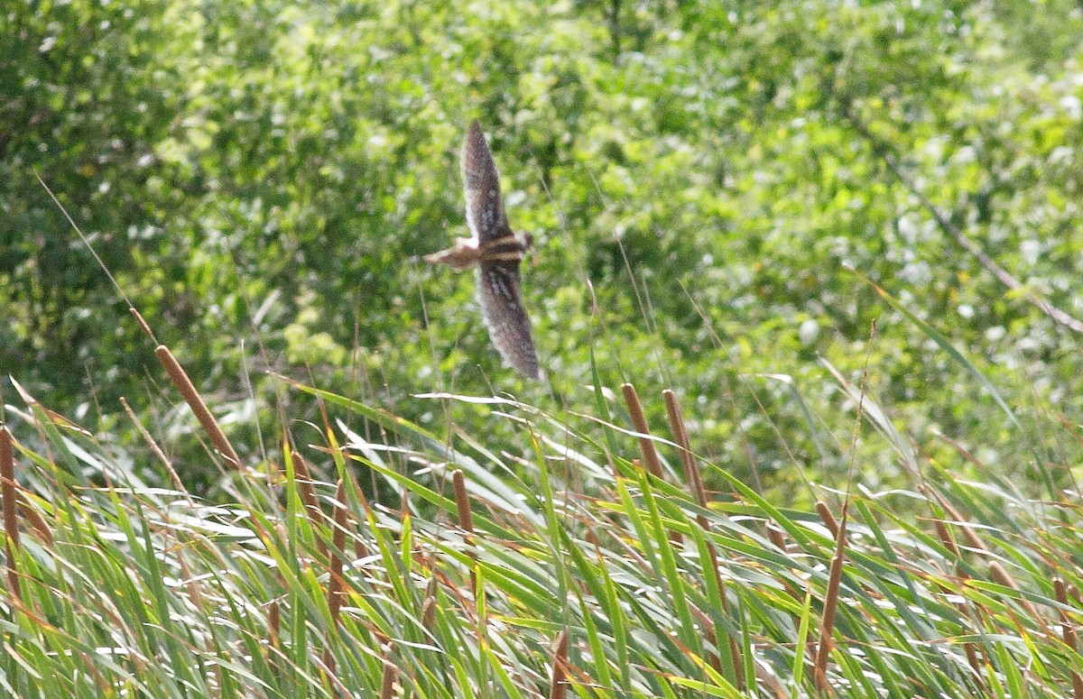 South American Painted-Snipe - Freddy Burgos Gallardo