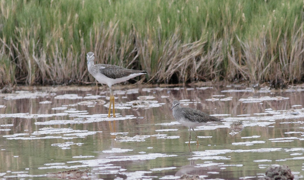 Greater Yellowlegs - ML392905811