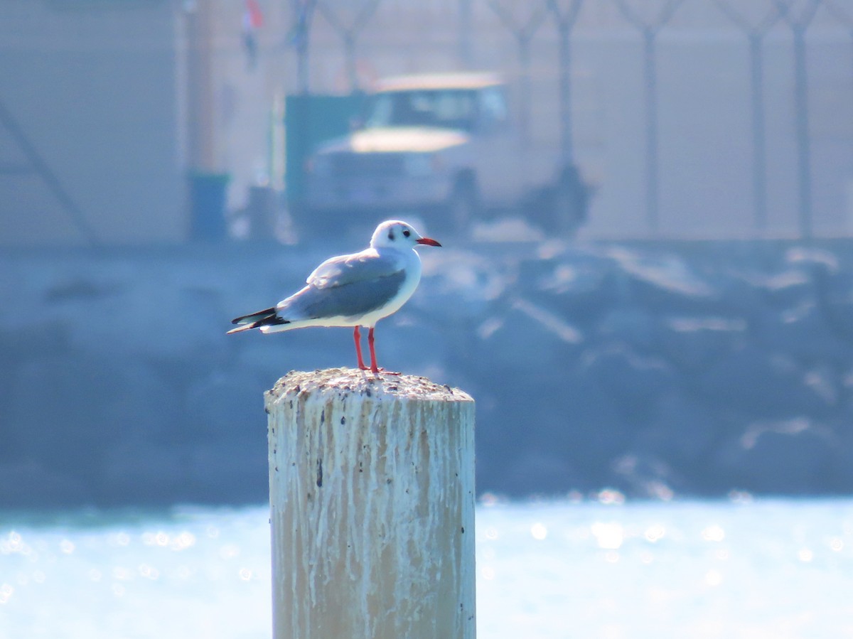 Black-headed Gull - ML392905861