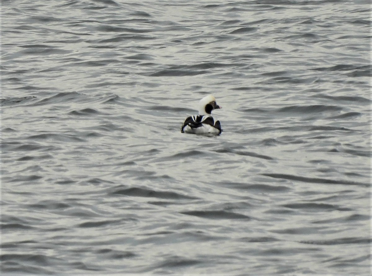 Long-tailed Duck - ML392905901