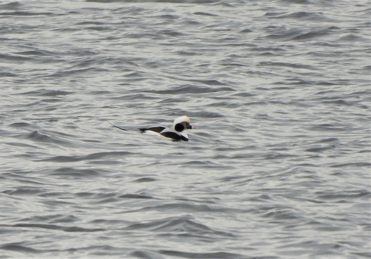 Long-tailed Duck - ML392905911