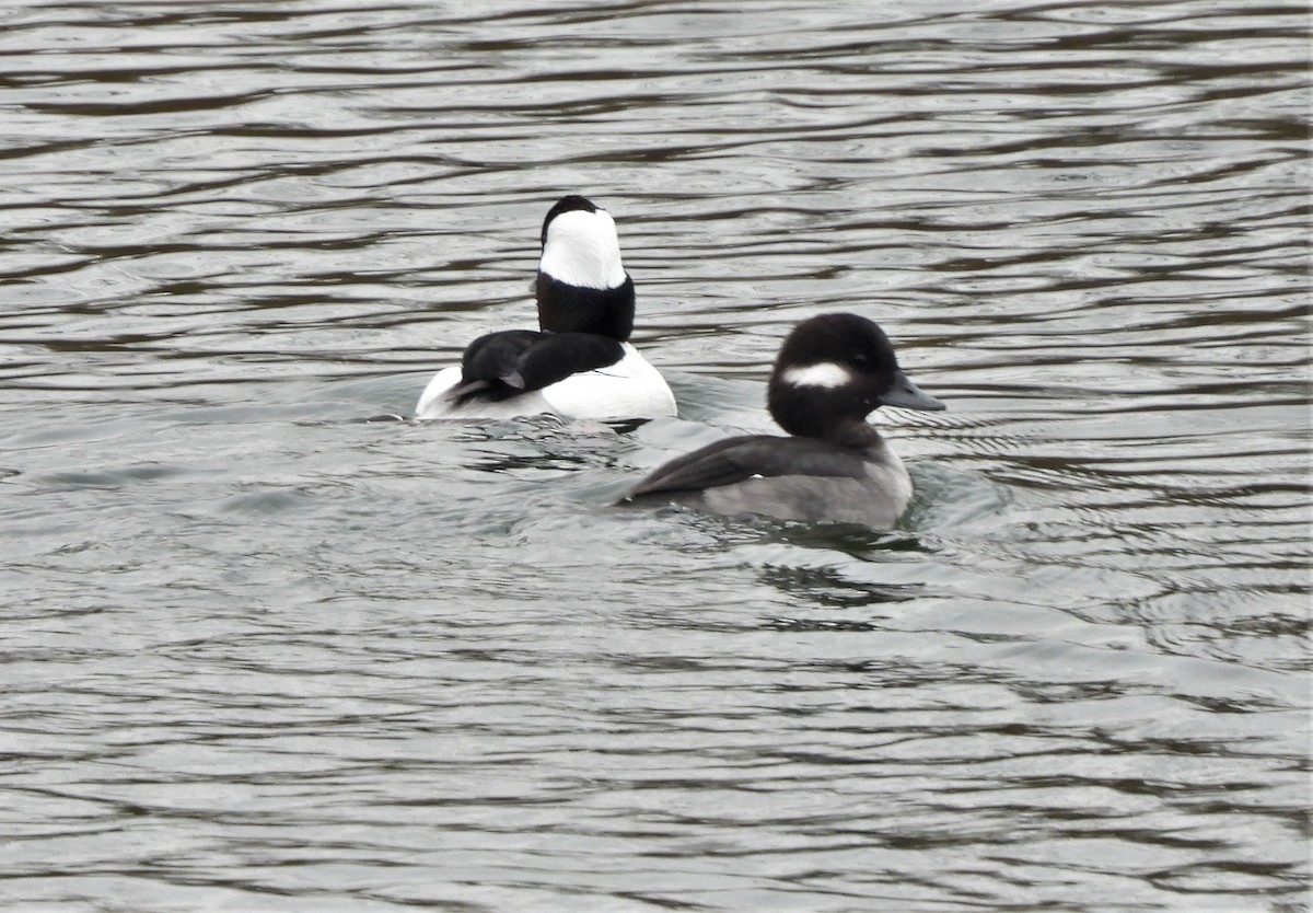 Bufflehead - ML392906031