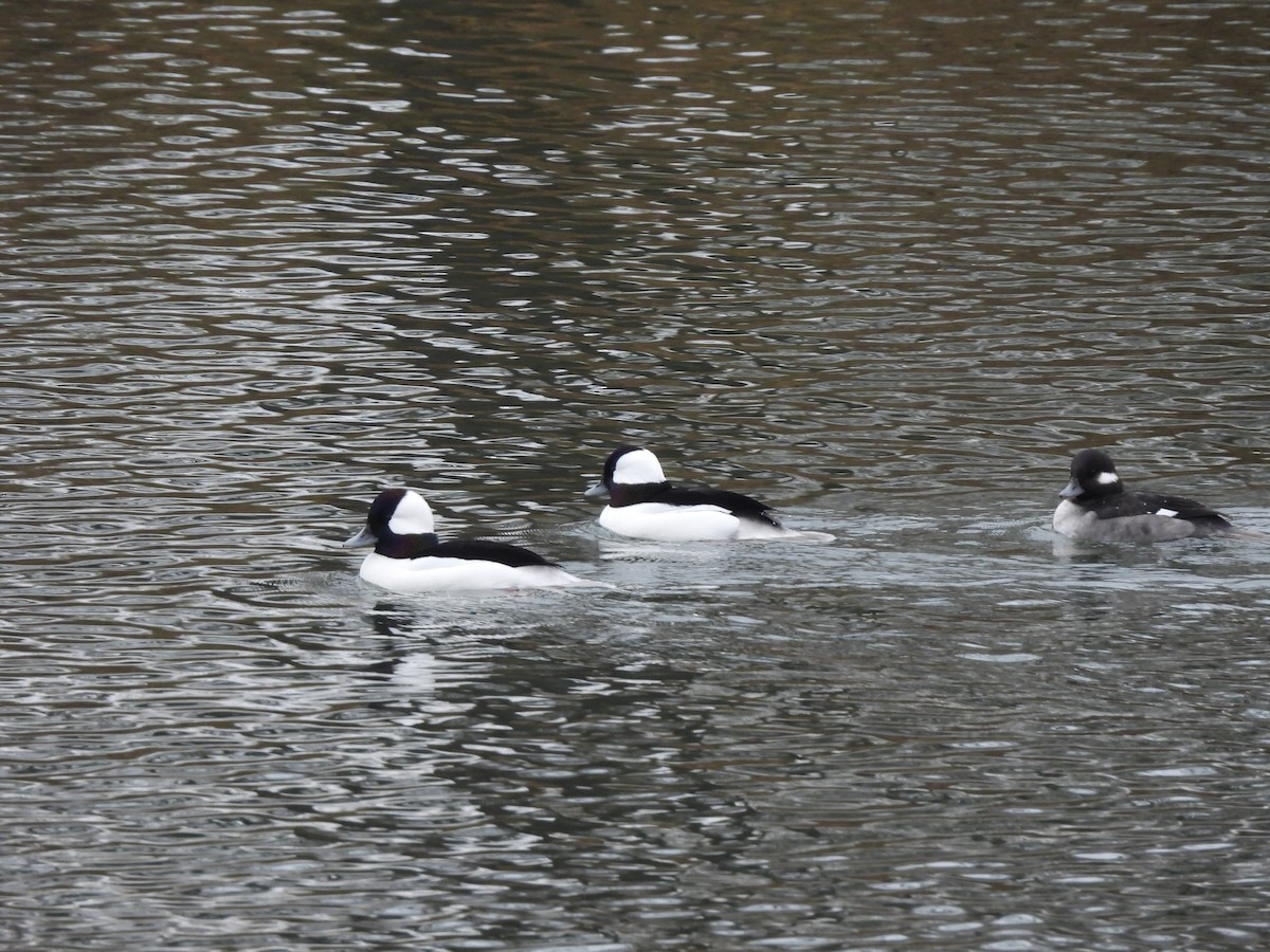 Bufflehead - ML392906061