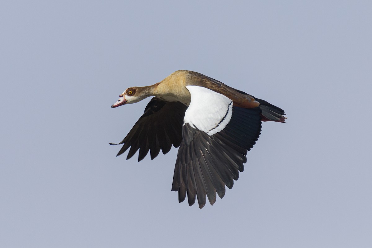 Egyptian Goose - Vishnu Vinod