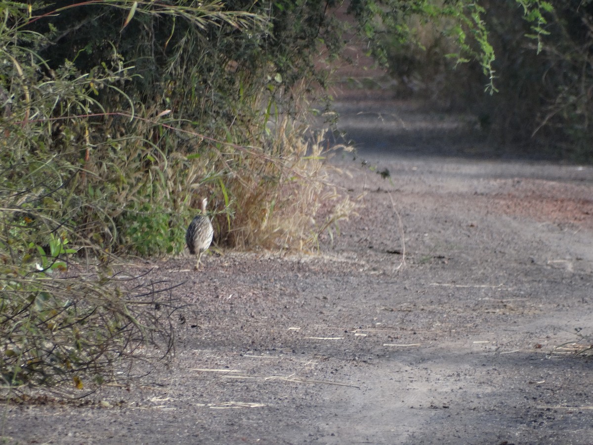 Double-spurred Spurfowl - ML392906561