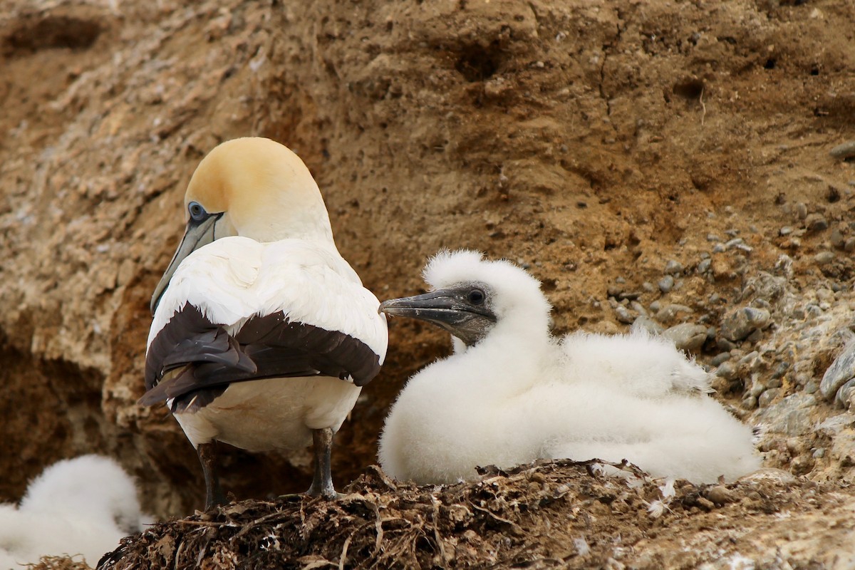 Australasian Gannet - ML39290701