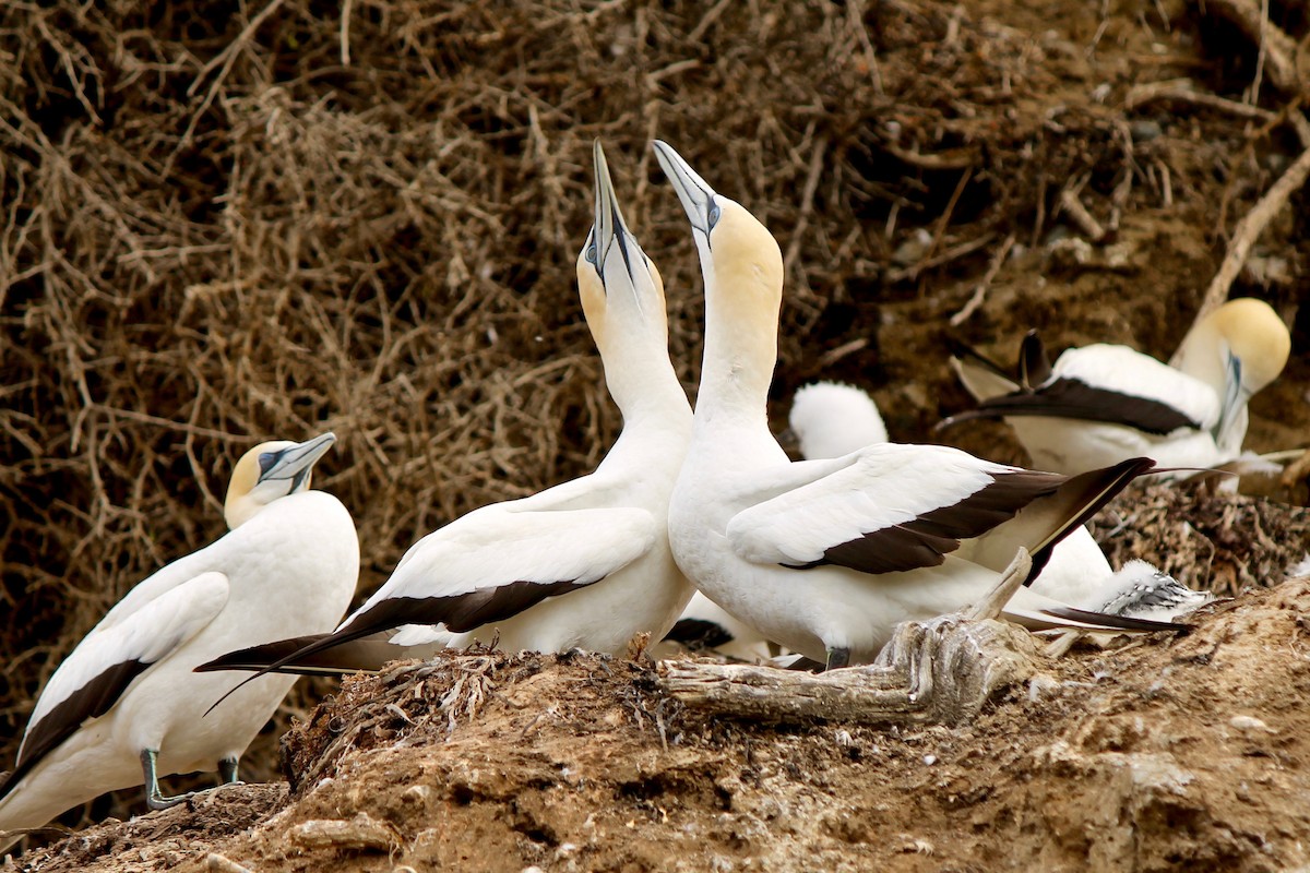 Australasian Gannet - Michael Warner