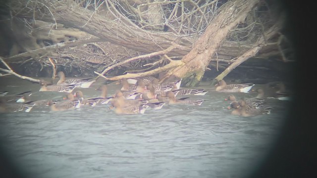 Lesser White-fronted Goose - ML392909091