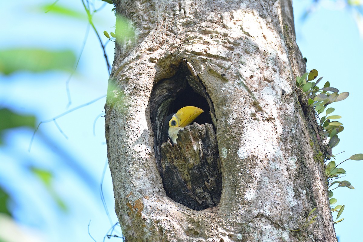 Toco Toucan - Dante Gabriel Moresco