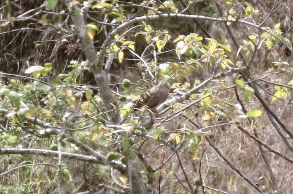 Common Ground Dove - ML392909581