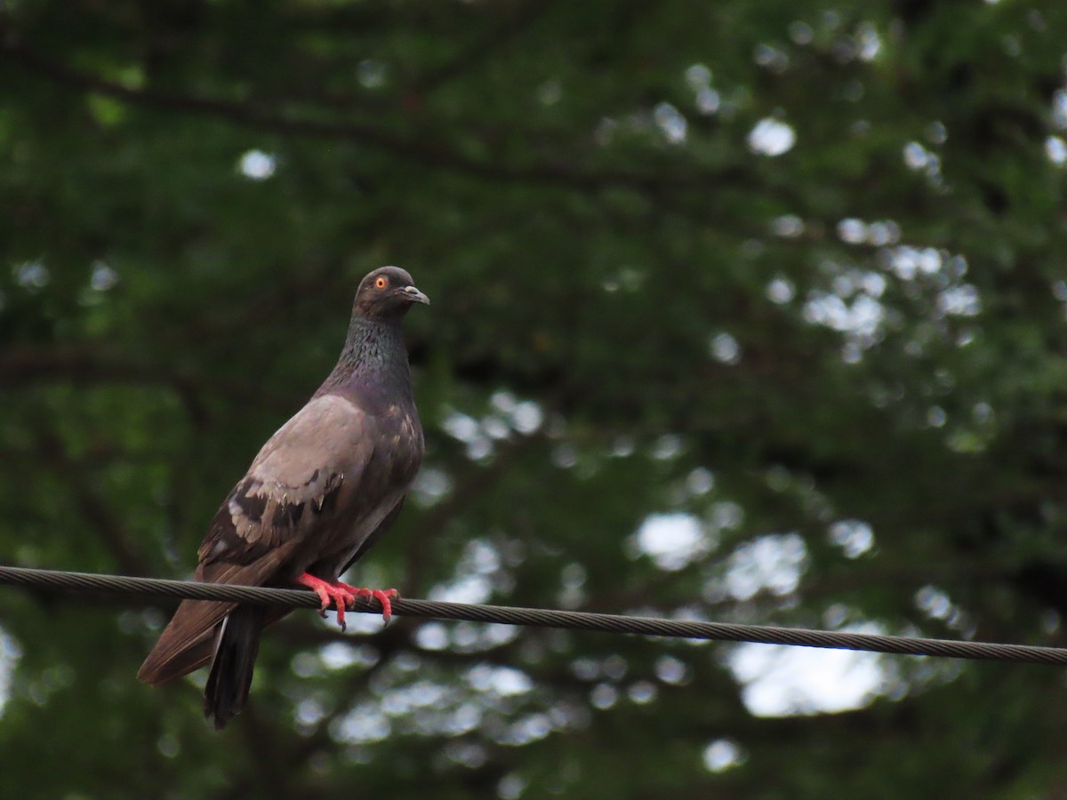 Rock Pigeon (Feral Pigeon) - ML392910341