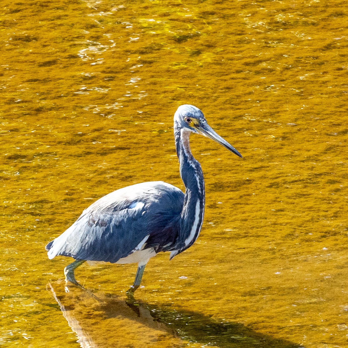 Tricolored Heron - Steve McInnis