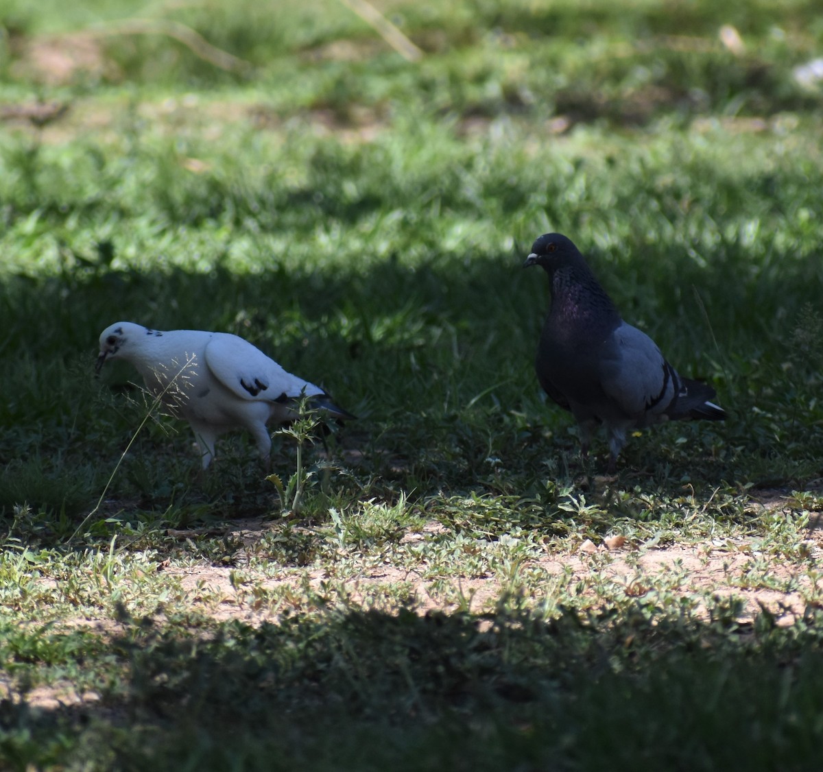 Rock Pigeon (Feral Pigeon) - ML392910561