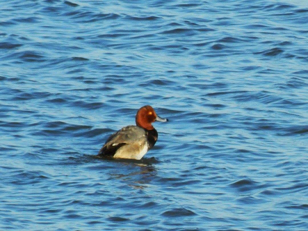 Redhead - ML39291111