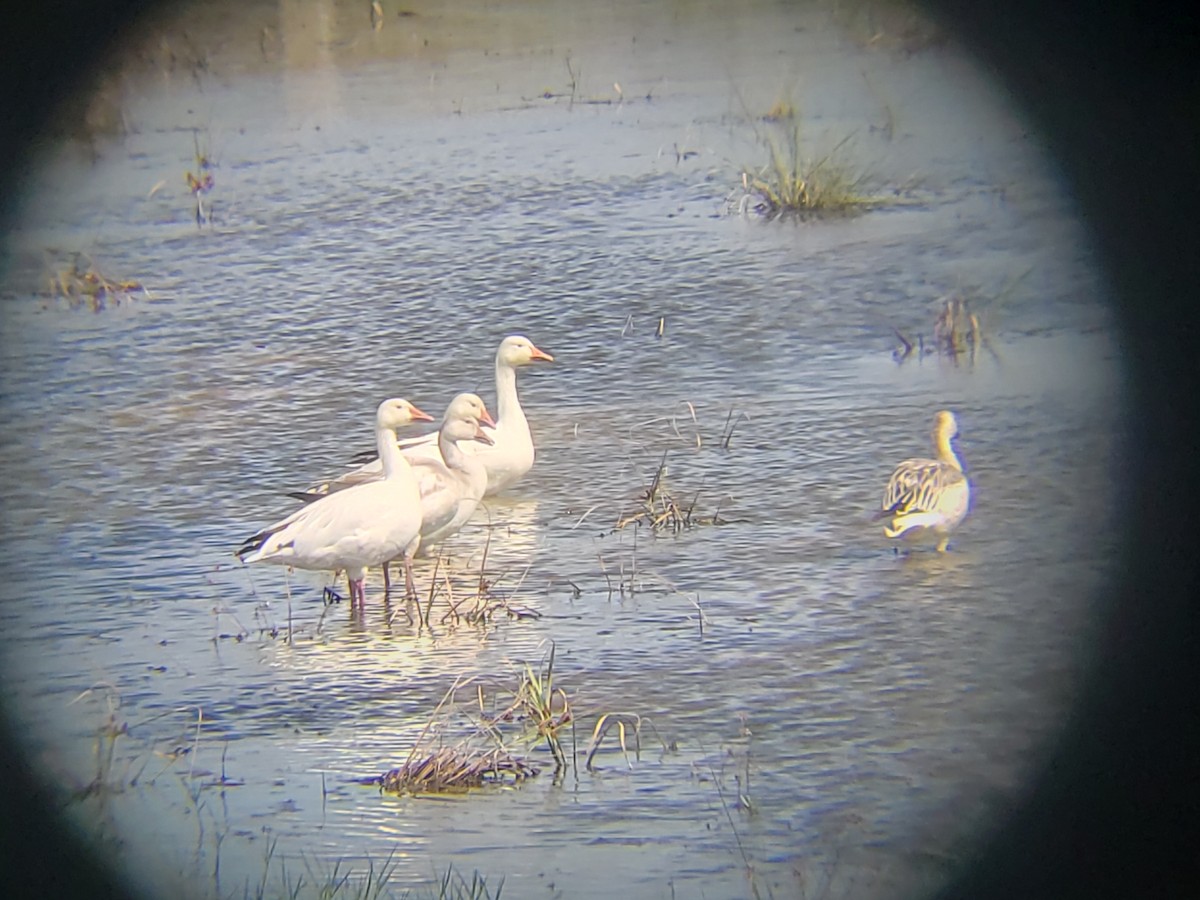 Snow Goose - ML392911461